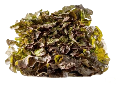 Salade Feuille De Chene verte ou rouge