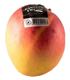 Mangue 