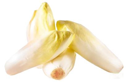 Endives Bretonnes