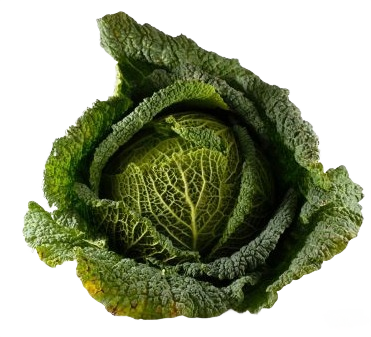 Choux vert frisé