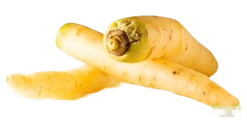 Carottes Blanches