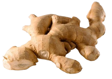 Gingembre