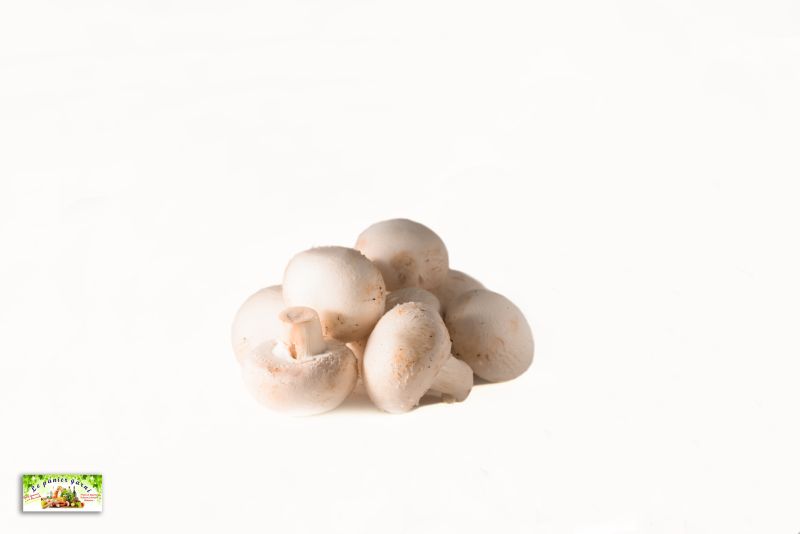 Champignon blanc